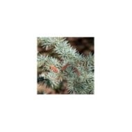 Cedrus atlantica Glauca - Cèdre bleu de l'Atlas (Plant Image Library)