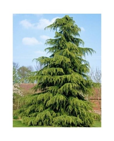 Cedrus deodara - Cèdre de l'Himalaya (JAG IMAGES / Adobe Stock)