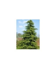 Cedrus deodara - Cèdre de l'Himalaya (JAG IMAGES / Adobe Stock)