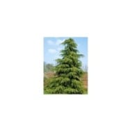Cedrus deodara - Cèdre de l'Himalaya (JAG IMAGES / Adobe Stock)