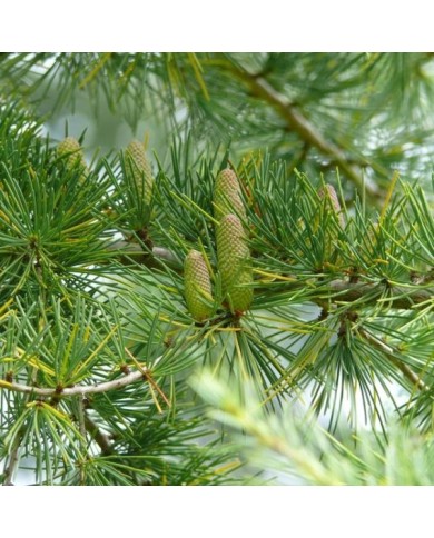 Cedrus deodara - Cèdre de l'Himalaya (FunnyFence)