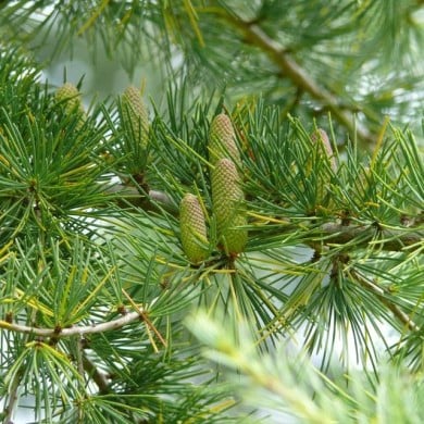 Cedrus deodara - Cèdre de l'Himalaya (FunnyFence)