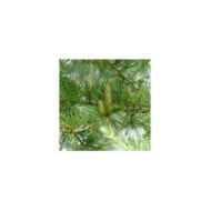 Cedrus deodara - Cèdre de l'Himalaya (FunnyFence)