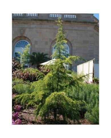 Cedrus deodara 'Aurea' - Cèdre de l'Himalaya doré (David J. Stang / wikimedia.org)