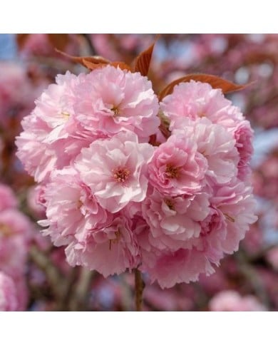Cerisier à fleurs - Prunus serrulata 'Kanzan' - Fleurs (Marie-Lan Nguyen / wikimedia.org)