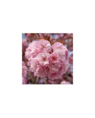 Cerisier à fleurs - Prunus serrulata 'Kanzan' - Fleurs (Marie-Lan Nguyen / wikimedia.org)