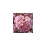 Cerisier à fleurs - Prunus serrulata 'Kanzan' - Fleurs (Marie-Lan Nguyen / wikimedia.org)