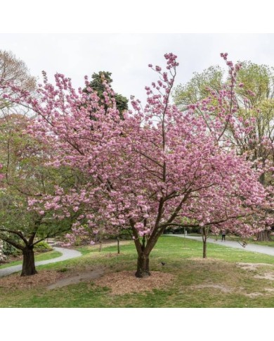 Cerisier à fleurs - Prunus serrulata 'Kanzan' (Michal Klajban / wikimedia.org)