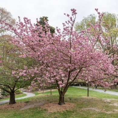 Cerisier à fleurs - Prunus serrulata 'Kanzan' (Michal Klajban / wikimedia.org)