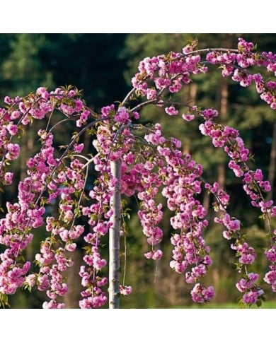Cerisier à fleurs - Prunus serrulata 'Kiku Shidare Zakura' (François Gaborit)