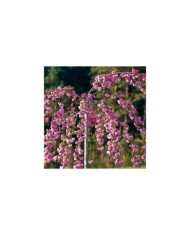 Cerisier à fleurs - Prunus serrulata 'Kiku Shidare Zakura' (François Gaborit)