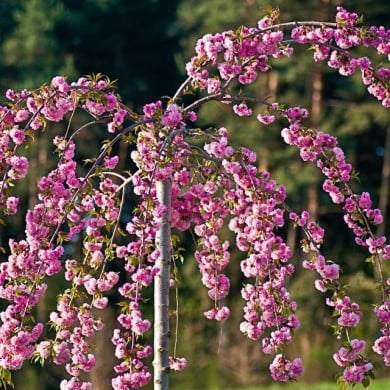 Cerisier à fleurs - Prunus serrulata 'Kiku Shidare Zakura' (François Gaborit)
