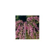 Cerisier à fleurs - Prunus serrulata 'Kiku Shidare Zakura' (François Gaborit)