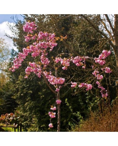 Cerisier à fleurs - Prunus serrulata 'Kiku Shidare Zakura' ( Dolf van der Haven)