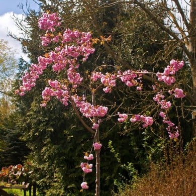 Cerisier à fleurs - Prunus serrulata 'Kiku Shidare Zakura' ( Dolf van der Haven)