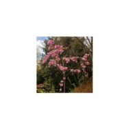 Cerisier à fleurs - Prunus serrulata 'Kiku Shidare Zakura' ( Dolf van der Haven)