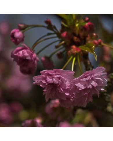 Cerisier à fleurs - Prunus serrulata 'Kiku Shidare Zakura' (Kerbla Edzerdla / wikimedia.org)