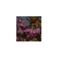Cerisier à fleurs - Prunus serrulata 'Kiku Shidare Zakura' (Kerbla Edzerdla / wikimedia.org)