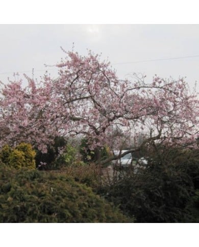 Cerisier à fleurs - Prunus subhirtella 'Autumnalis Rosea' ( Leonora (Ellie) Enking)