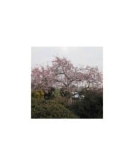 Cerisier à fleurs - Prunus subhirtella 'Autumnalis Rosea' ( Leonora (Ellie) Enking)