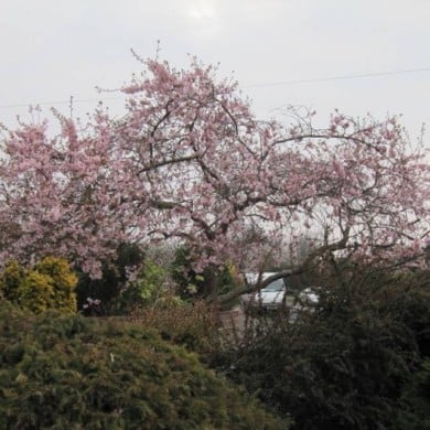 Cerisier à fleurs - Prunus subhirtella 'Autumnalis Rosea' ( Leonora (Ellie) Enking)