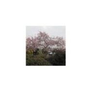 Cerisier à fleurs - Prunus subhirtella 'Autumnalis Rosea' ( Leonora (Ellie) Enking)