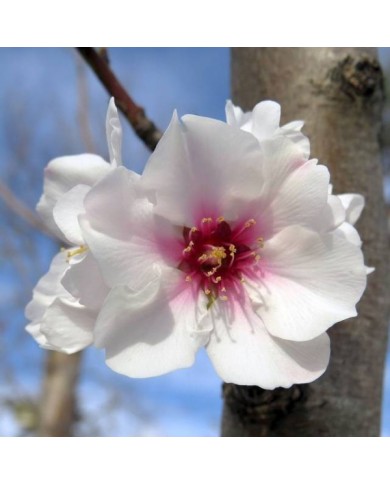 Cerisier à fleurs - Prunus subhirtella 'Autumnalis Rosea' (PROPOLI87 / wikimedia.org)