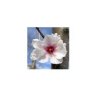 Cerisier à fleurs - Prunus subhirtella 'Autumnalis Rosea' (PROPOLI87 / wikimedia.org)