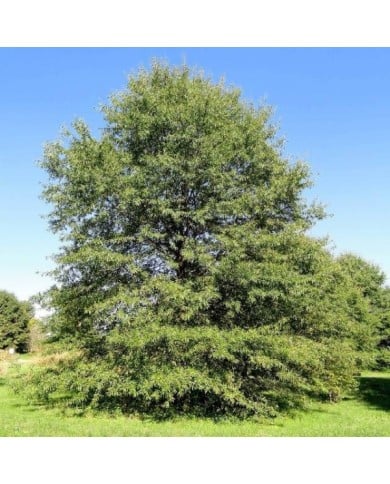 Quercus phellos (Daderot / Wikimedia)