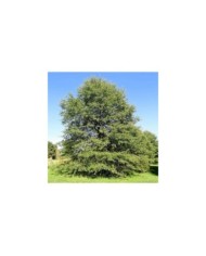 Quercus phellos (Daderot / Wikimedia)