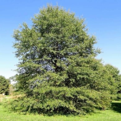 Quercus phellos (Daderot / Wikimedia)