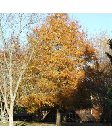 Quercus phellos à l'automne (Berean Hunter / Wikimedia)