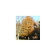 Quercus phellos à l'automne (Berean Hunter / Wikimedia)