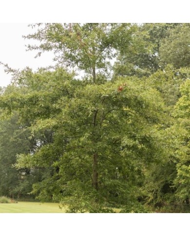 Quercus phellos (Dave Thomas)