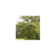 Quercus phellos (Dave Thomas)