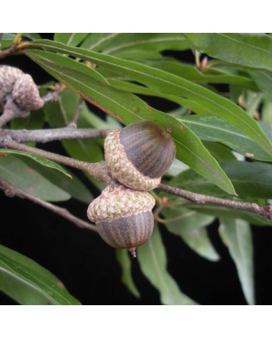 Quercus phellos - glands et feuilles (Bruce Kirchoff)