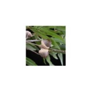 Quercus phellos - glands et feuilles (Bruce Kirchoff)