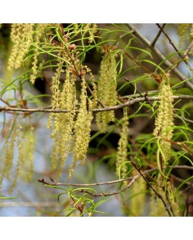 Quercus phellos - floraison (Katja Schulz)