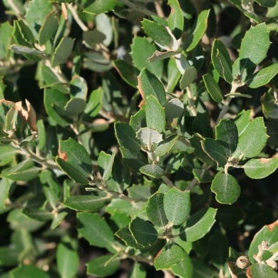 Chêne vert (feuillage)