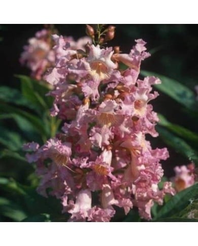 Chitalpa tashkentensis SUMMER BELLS® 'Minsum' (Hortival Diffusion)
