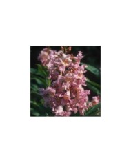 Chitalpa tashkentensis SUMMER BELLS® 'Minsum' (Hortival Diffusion)