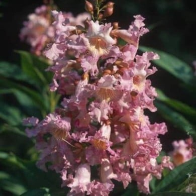 Chitalpa tashkentensis SUMMER BELLS® 'Minsum' (Hortival Diffusion)
