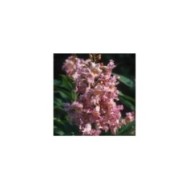 Chitalpa tashkentensis SUMMER BELLS® 'Minsum' (Hortival Diffusion)