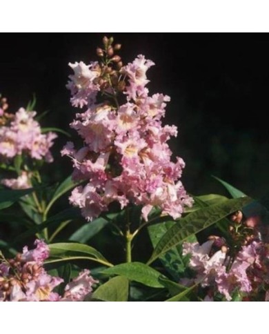 Chitalpa tashkentensis SUMMER BELLS® 'Minsum' (Hortival Diffusion)