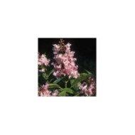 Chitalpa tashkentensis SUMMER BELLS® 'Minsum' (Hortival Diffusion)