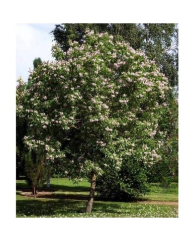 Chitalpa tashkentensis SUMMER BELLS® 'Minsum' (Hortival Diffusion)