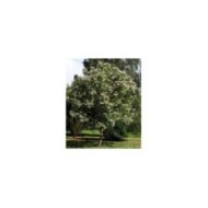 Chitalpa tashkentensis SUMMER BELLS® 'Minsum' (Hortival Diffusion)