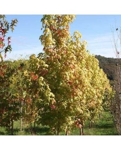 Copalme d'Amérique 'Golden Sun' (Liquidambar styraciflua) (Sapho)