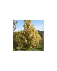 Copalme d'Amérique 'Golden Sun' (Liquidambar styraciflua) (Sapho)