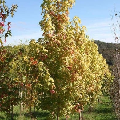 Copalme d'Amérique 'Golden Sun' (Liquidambar styraciflua) (Sapho)